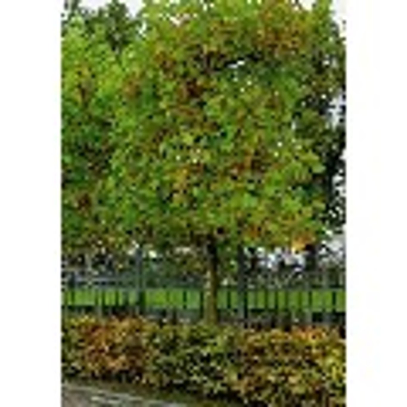 Sykomorlönn – Platanus acerifolia (= Platanus hispanica); - 10/12 HO/ST Espalier Cont.